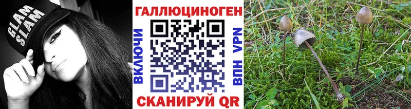 ссылка на мегу как войти  Сунжа  Псилоцибиновые грибы Psilocybine cubensis 